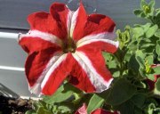 exemple-fleur-petunia-rouge-et-blanc