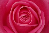 exemple_Rose_Petals